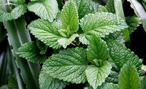 menta para parasitos